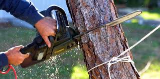 Lawn Maintenance Plans in Snead, AL