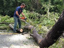 Best Commercial Tree Services  in Snead, AL