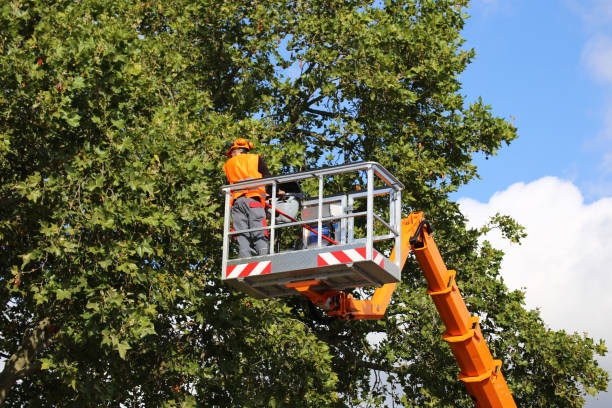 Best Arborist Consultation Services  in Snead, AL