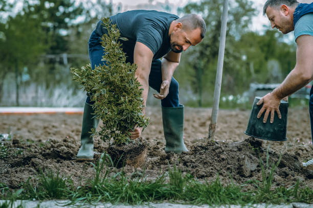 Best Lawn Pest Prevention  in Snead, AL