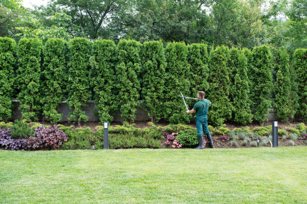 Best Tree Trimming and Pruning  in Snead, AL