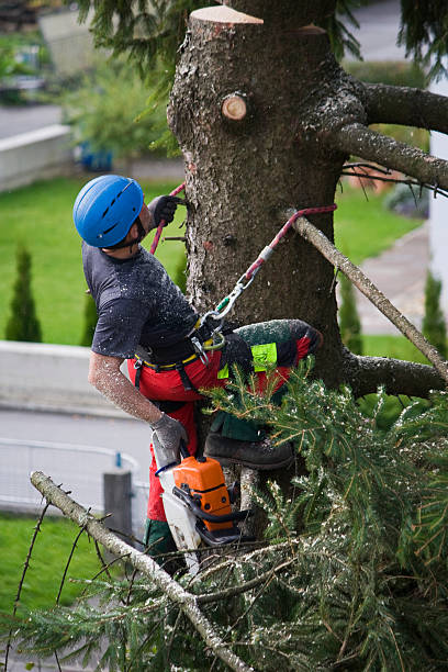 Best Tree Preservation Services  in Snead, AL