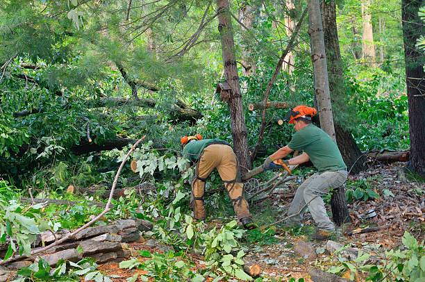 How Our Tree Care Process Works  in  Snead, AL