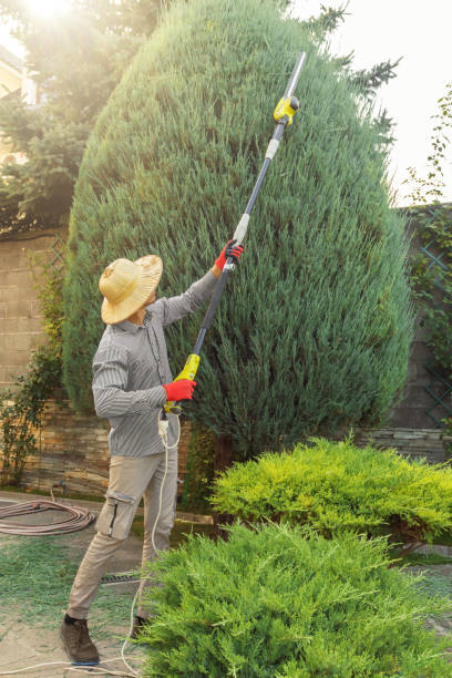 Best Palm Tree Trimming  in Snead, AL