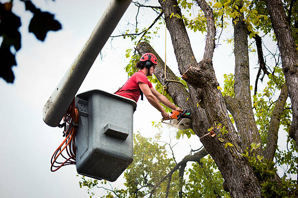 Best Root Management and Removal  in Snead, AL