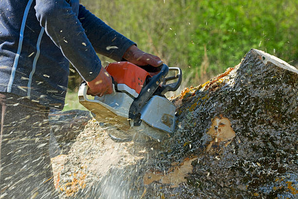 Best Lawn Mowing  in Snead, AL