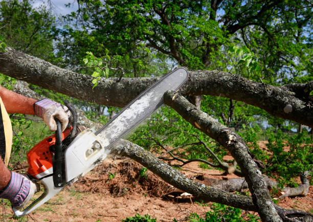 Best Leaf Removal  in Snead, AL